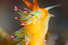 Cuthona Nudibranch