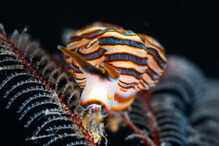 Doto Greenamyeri Nudibranch