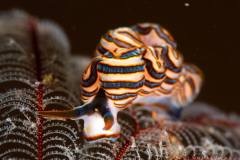 Doto Greenamyeri Nudibranch