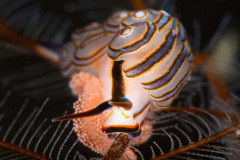 Doto-Greenamyeri-Nudibranch_2