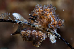 Doto sp  Nudibranch