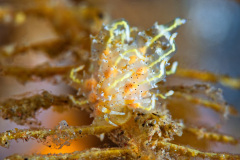 Eubranchus Virginalis Nudibranch