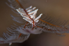 Eubranchus sp Nudbranch