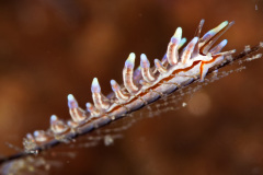 Eubranchus sp Nudbranch