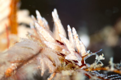 Eubranchus sp Nudbranch