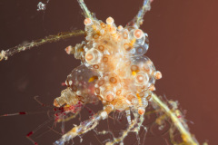 Eubranchus sp Nudibranch