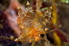 Eubranchus sp Nudibranch