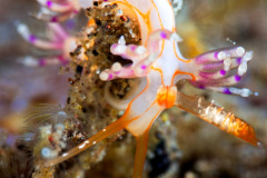 Facelinid sp Nudibranch