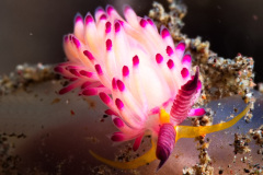 Favorinus mirabilis Nudibranch