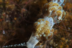 Favorinus sp Nudibranch