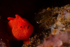 Frog Fish