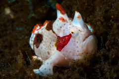 Frog Fish