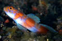 Goby (Amblyeleotris Yanoi)