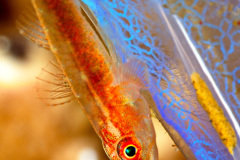 Goby on Sea Squirt