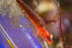 Goby