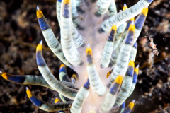 Godiva Rachelea Nudibranch