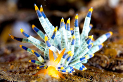 Godiva Rachelea Nudibranch