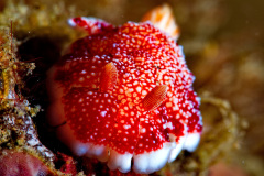 Gonibranchus Reticulatus Nudibranch