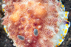 Goniobranchus sp Nudibranch