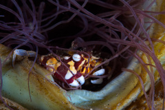 Harlequin Crab
