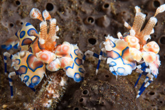 Harlequin Shrimp