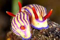 Hypselodoris Maridadilus Nudibranch