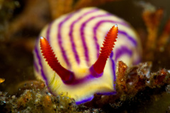 Hypselodoris Maridadilus Nudibranch