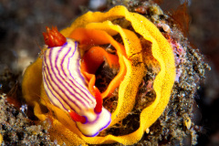 Hypselodoris Maridadilus Nudibranch