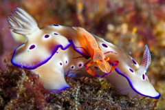 Hypselodoris Tryoni Nudibranch and Emperor Shrimp
