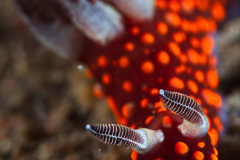 Nembrotha sp Nudibranch