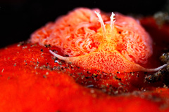 Noumeaella sp. 5 Nudibranch