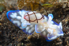 (?) Nudibranch