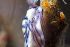(?) Nudibranch