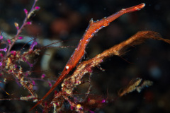Ocellated Tozeuma Shrimp