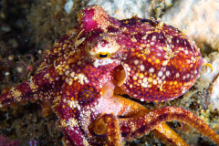 Octopus