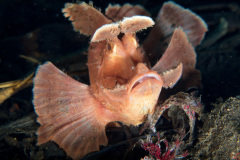 Paddleflap Rhinopias