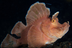 Paddleflap Rhinopias