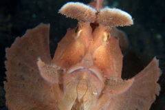 Paddleflap Rhinopias