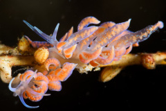 Phyllodesmium Poindimiei Nudibranch