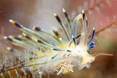 Phyllodesmium sp.(?) Nudibranch