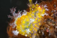 Plocamopherus sp Nudibranch