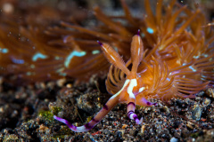 Pteraeolidia Semperi Nudibranch