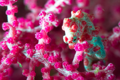 Pygmy Seahorse