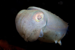 Reef cuttlefish (Sepia latimanus)