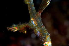 Robust Ghost Pipefish Female