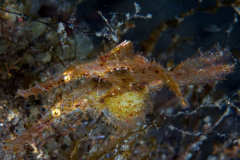 Robust Ghost Pipefish Pair