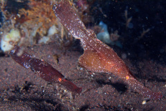 Robust Ghost Pipefish Pair