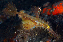 Robust Ghost Pipefish Pregnant Dad