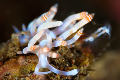Samla sp Nudibranch