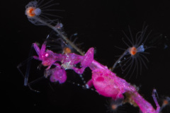 Skeleton Shrimp
